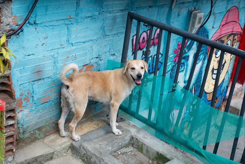 Un perro frente a un mural de arte urbano en la Comuna 13