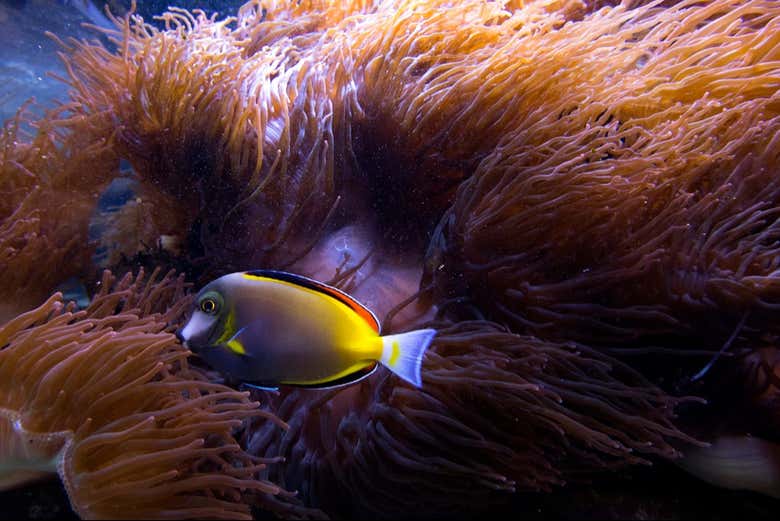 Asombraos con las especies marinas del gran acuario