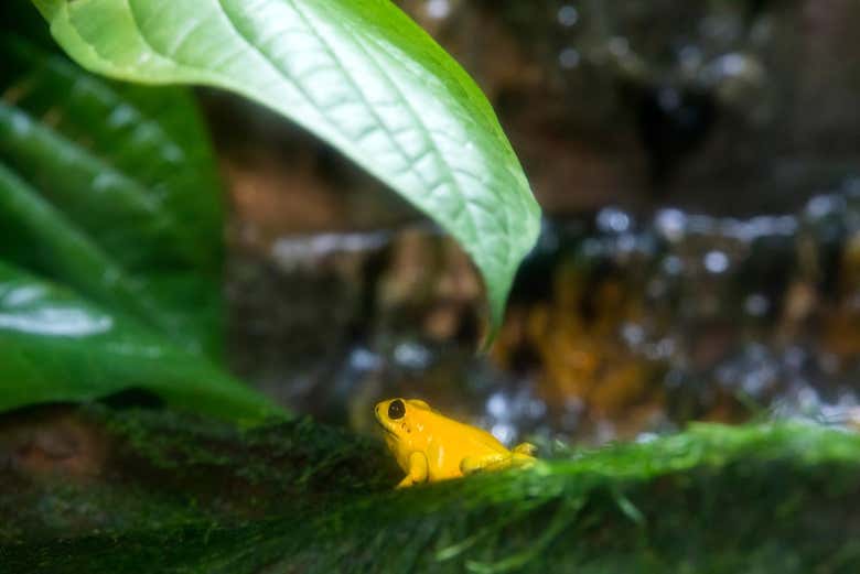 Admiraréis la increíble biodiversidad en el vivario