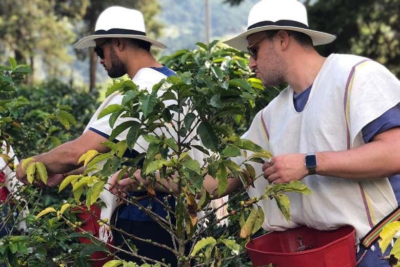 Collect coffee fruits!