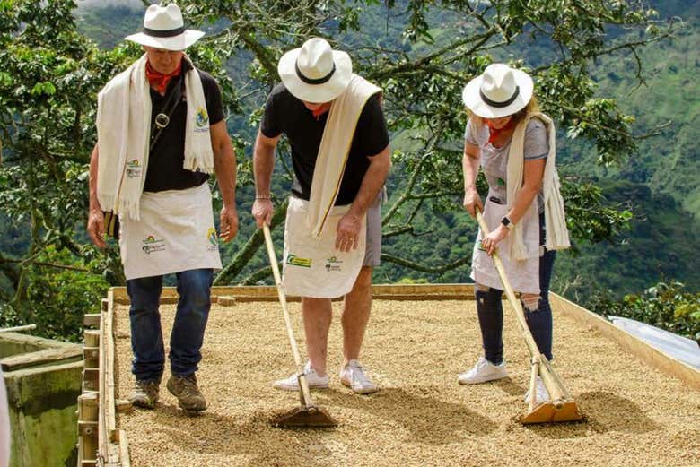 Proceso de producción de café