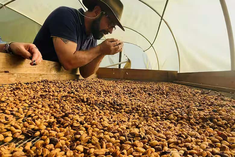 Grãos de café secando ao sol