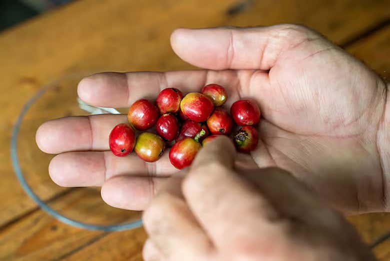 Identificaremos as cerejas do café