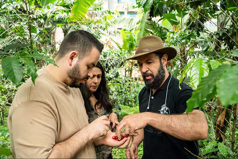 Veremos as diferentes variedades do café de especialidade