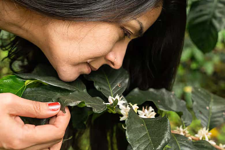 Reconheceremos as particularidades do café de especialidade