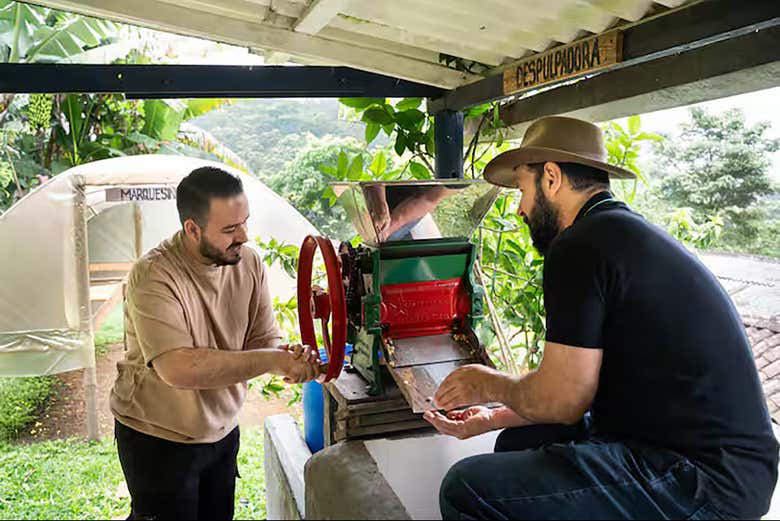 O despolpamento, uma parte importante do processo do café