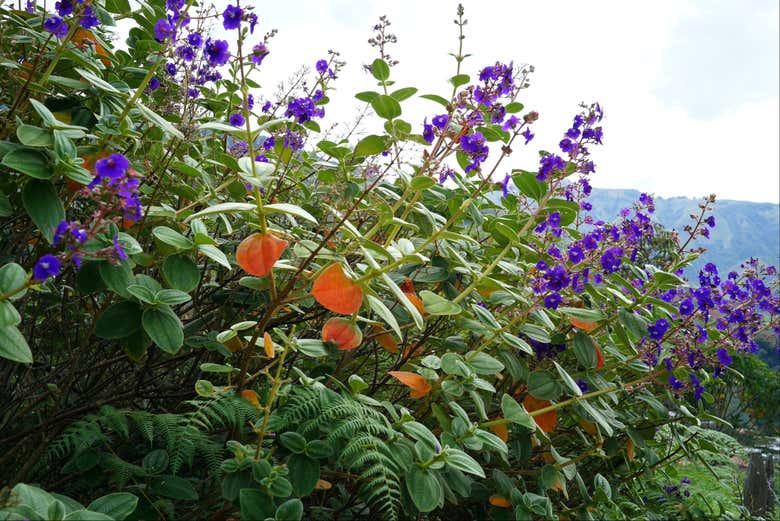 Flores en el cafetal 