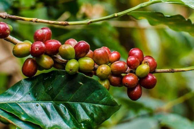 Fruta do café