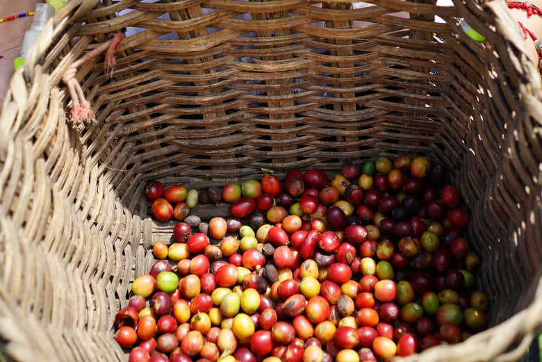 Café recién recolectado