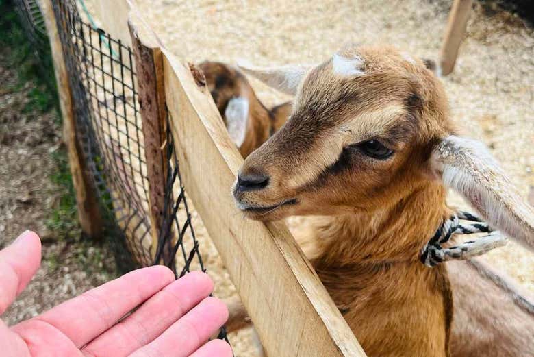 Uno de los animales de la granja