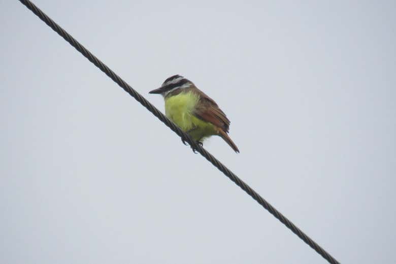 Avistaremos diferentes pássaros da Colômbia