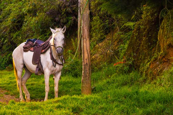 Caldas Horseback Ride with Music