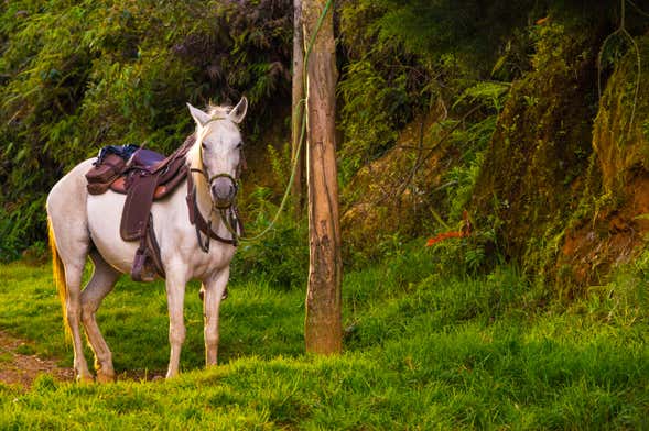 Passeio a cavalo com música pelas fondas de Caldas