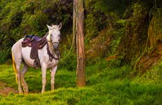 Caldas Horseback Ride with Music