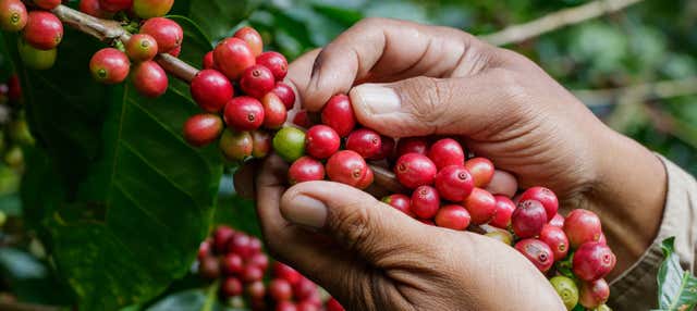 Tour del caffè ad Antioquia