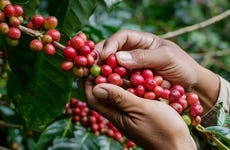 Tour del café por Antioquia