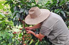 Tour do café na fazenda La Esperanza
