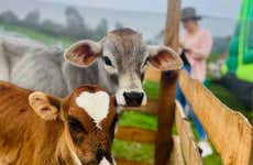 Tour de la leche por los pueblos del norte de Antioquia