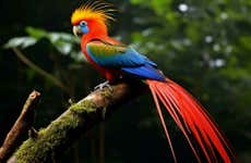 Avistamiento de aves en Minca