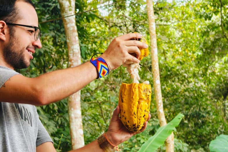 Nos encontraremos con árbol de cacao
