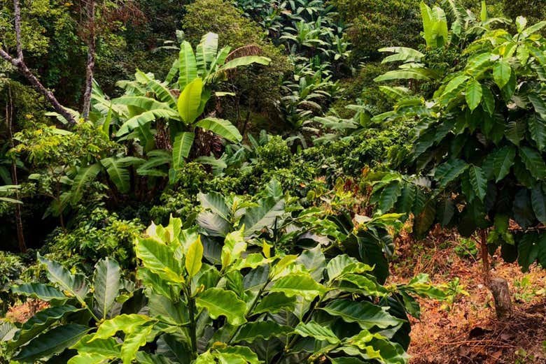 Plantas autóctonas que veremos en el recorrido