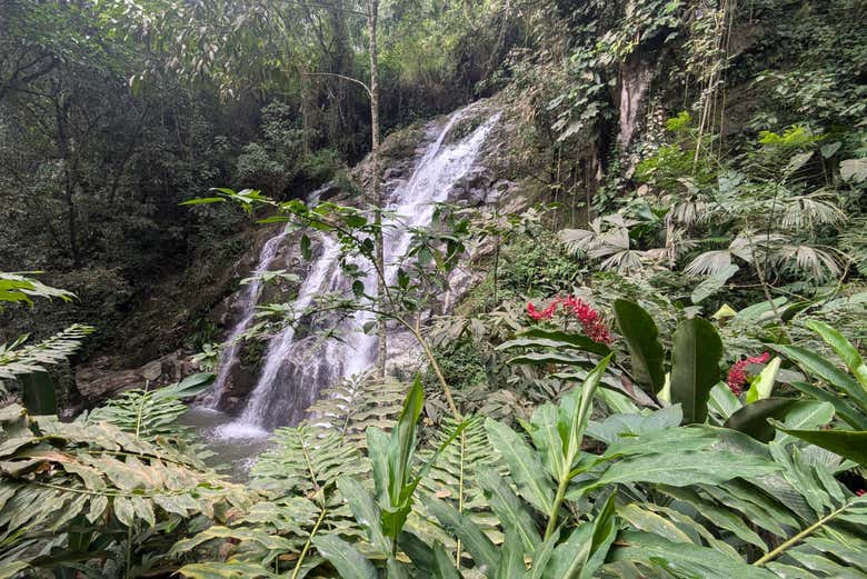 Admirando una cascada rodeada de selva tropical