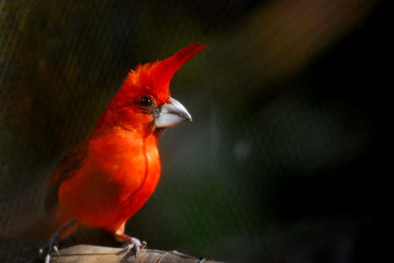 El rojo intenso del cardenal bermellón iluminando el bosque