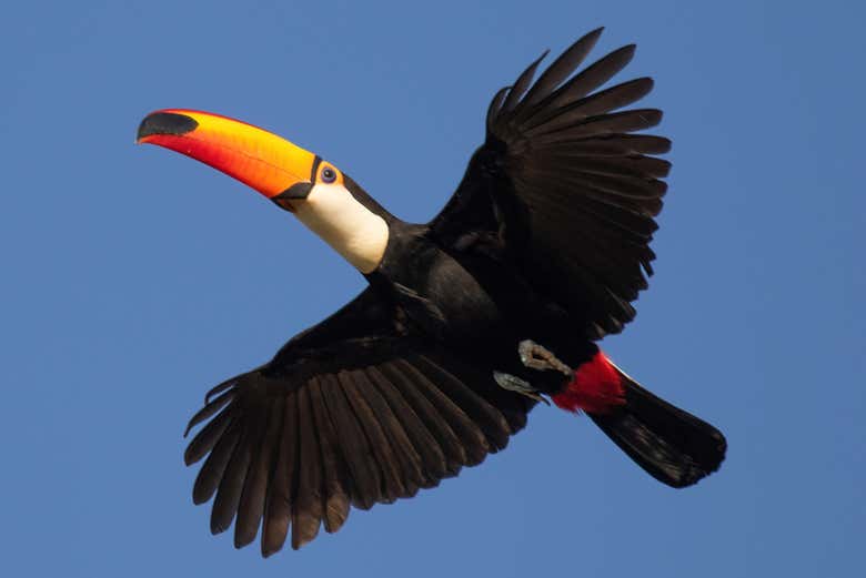 Un tucán desplegando su vuelo en Minca