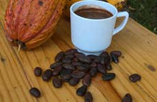 Taller de cacao en Casa Jocolate Minca