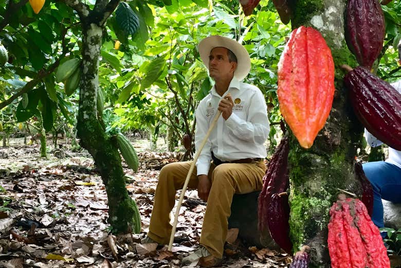 Um dos colhedores de cacau