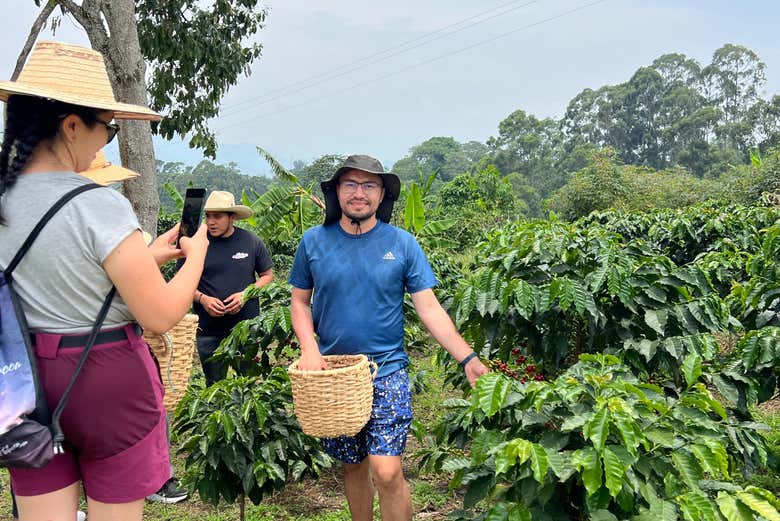 Posez dans les plantations de café