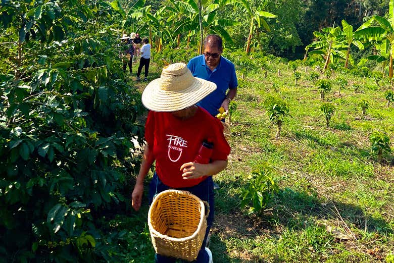 Visite des plantations de café