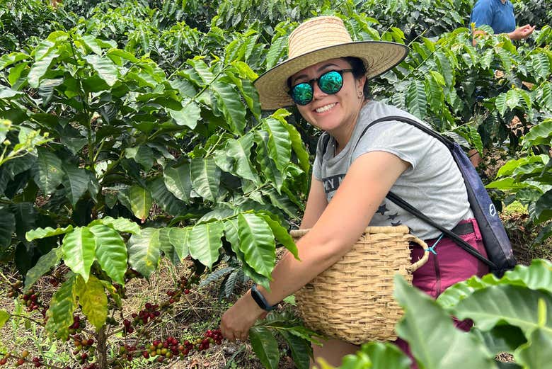 Collect coffee beans