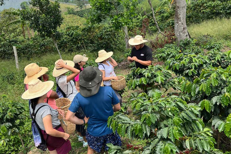 Learn about this coffee-farm