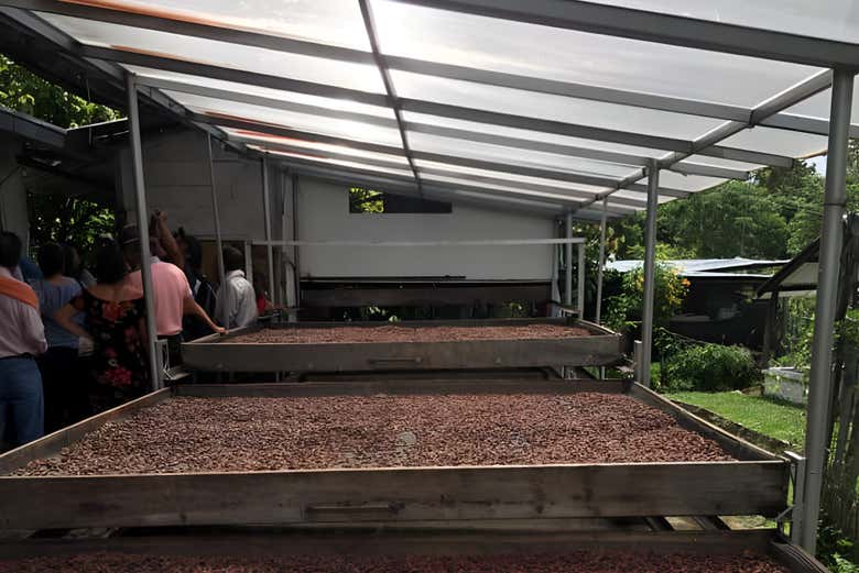 Mesas nas quais as sementes de cacau são colhidas