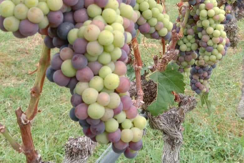 Uvas en los viñedos
