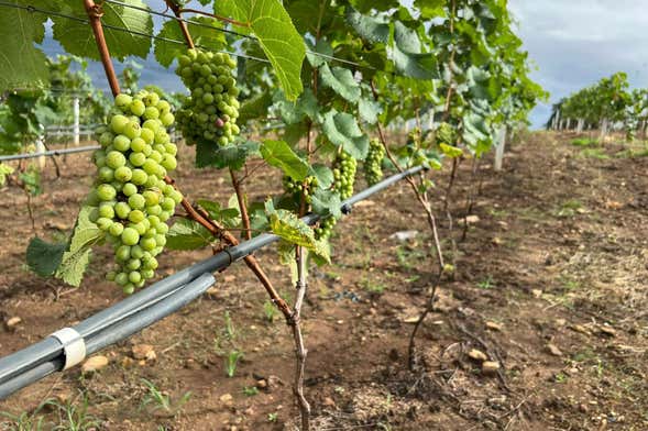 Visita a la bodega y cervecería Casa Bohemia