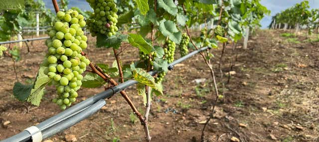 Visita à vinícola e cervejaria Casa Bohemia