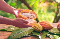 Visita a la finca de cacao Villa Stefany