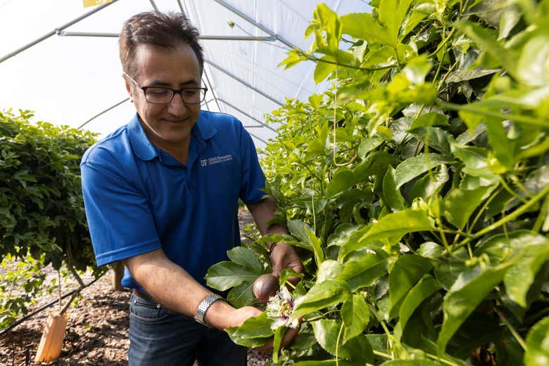 Foto cogiendo los maracuyás