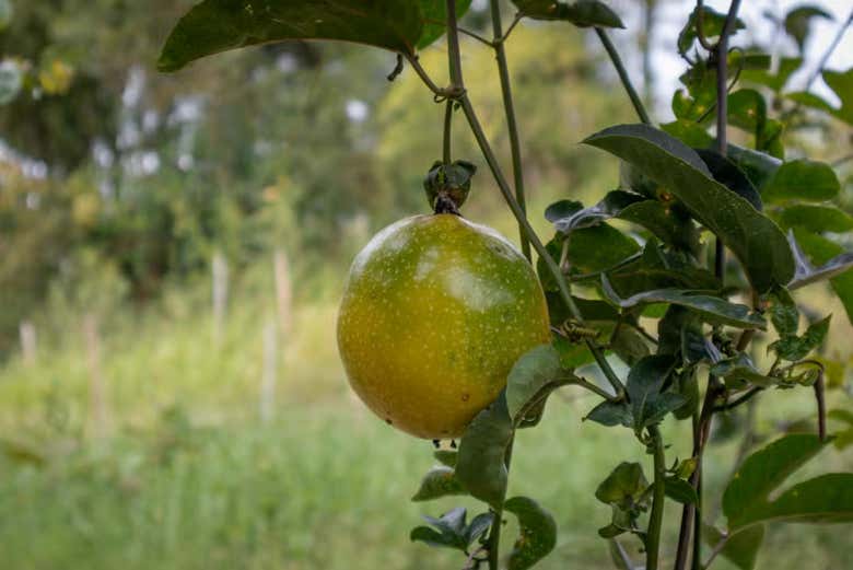 Fruto del maracuyá