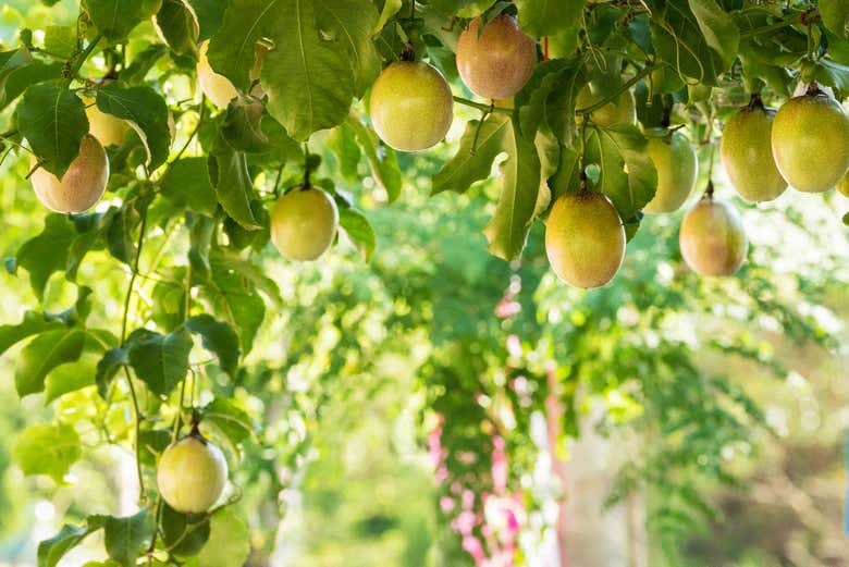 Maracuyás creciendo