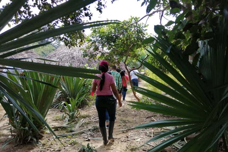 Exploring the jungle