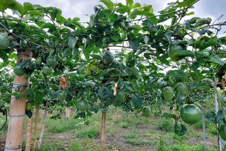 Plantaciones de maracuyá