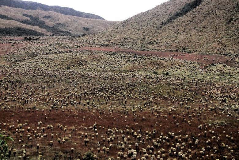 Pastures of the Cumbal volcano