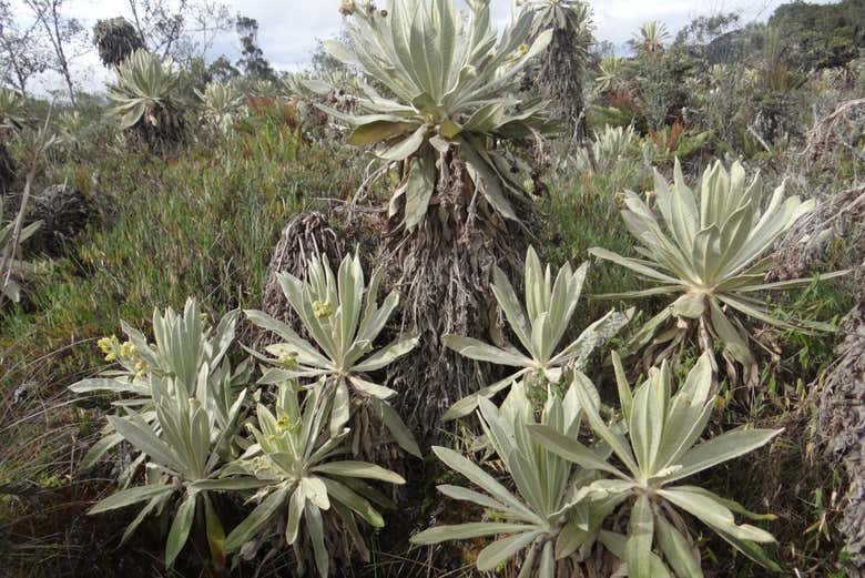 Valle de frailejones