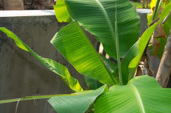 Excursión al Jardín Botánico del Quindío