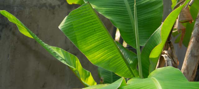 Excursión al Jardín Botánico del Quindío