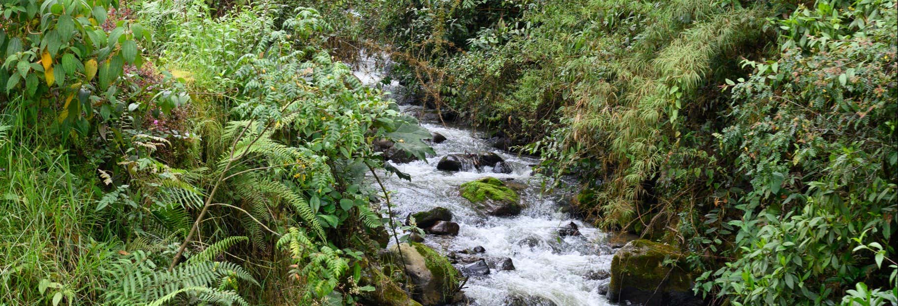 Excursiones de un día en Pereira
