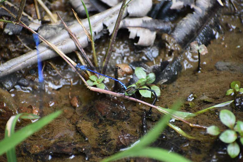 Biodiversidade no santuário
